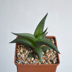 Haworthia tesselata