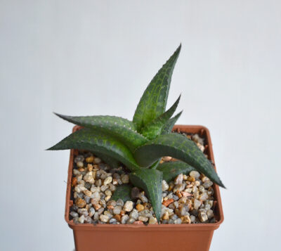 Haworthia tesselata