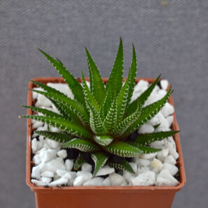 Haworthia fasciata