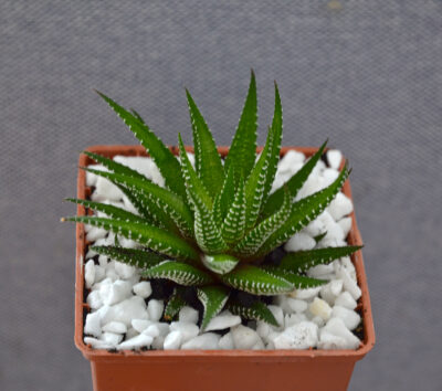 Haworthia fasciata