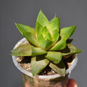 Haworthia cymbiformis