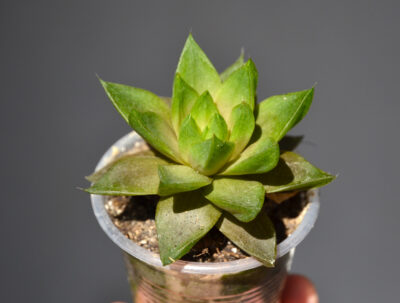 Haworthia cymbiformis