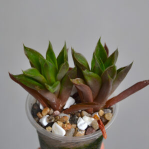 Haworthia cymbiformis 2 растения