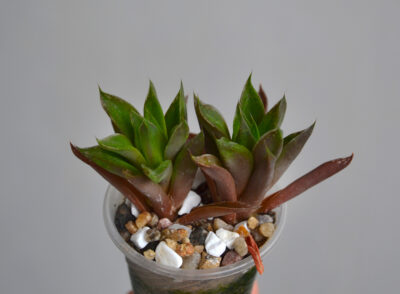 Haworthia cymbiformis 2 растения