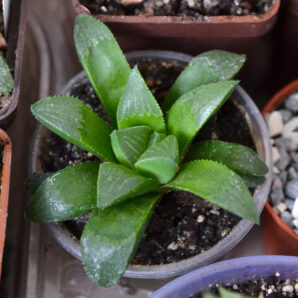 Haworthia retusa