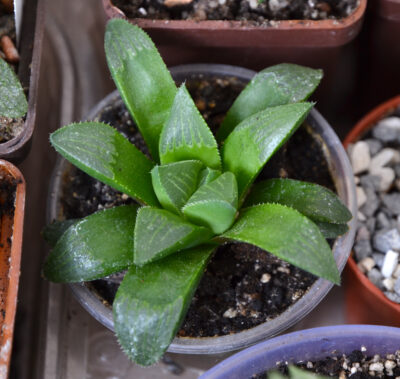 Haworthia retusa