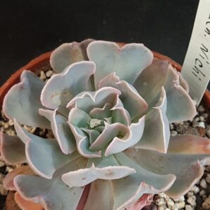 Echeveria nichi