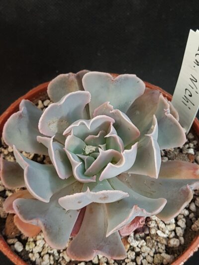 Echeveria nichi