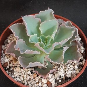 Echeveria shaviana Frilly