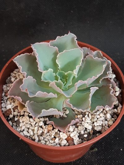 Echeveria shaviana Frilly