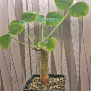 erythrina-melanacantha