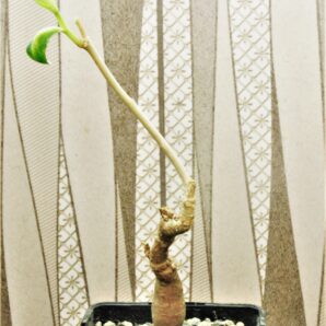 euphorbia-aff.-specksii-karonga-malawi-1