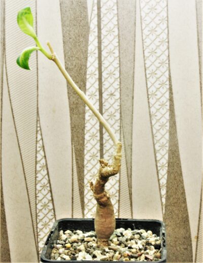 euphorbia-aff.-specksii-karonga-malawi-1