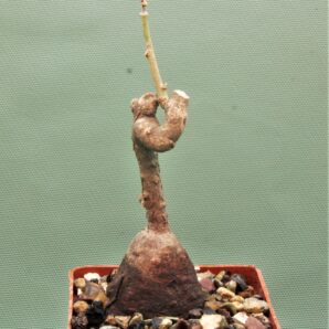 euphorbia-aff.-specksii-karonga-malawi-14