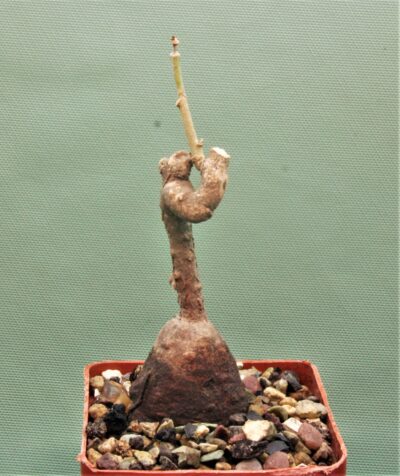 euphorbia-aff.-specksii-karonga-malawi-14