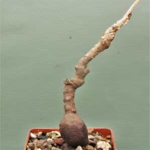 euphorbia-aff.-specksii-karonga-malawi-9