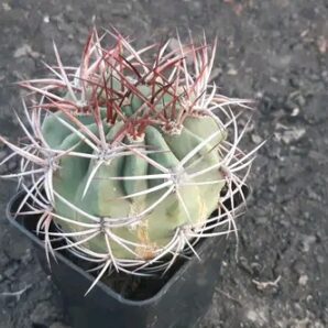 Denmoza rhodacantha DJF 180