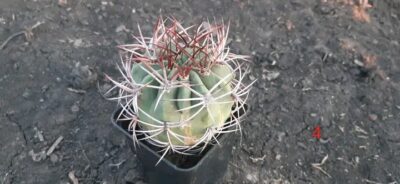 Denmoza rhodacantha DJF 180