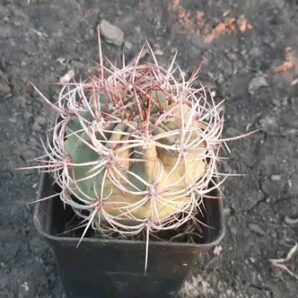 Denmoza rhodacantha DJF 180