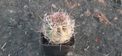 Denmoza rhodacantha DJF 180