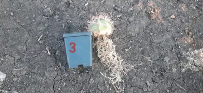 Denmoza rhodacantha DJF 180 - Зображення 2