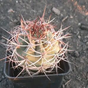 Denmoza rhodacantha DJF 180 Piltz | 25