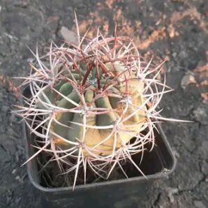 Denmoza rhodacantha DJF 180