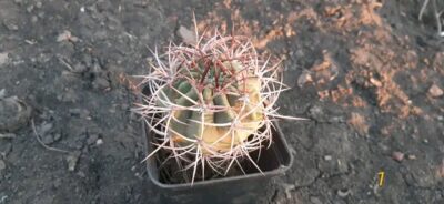 Denmoza rhodacantha DJF 180