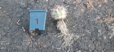 Denmoza rhodacantha DJF 180 - Зображення 2
