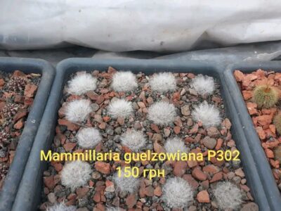 Mammillaria guelzowiana P302 - Зображення 2