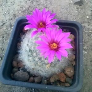Mammillaria guelzowiana P302