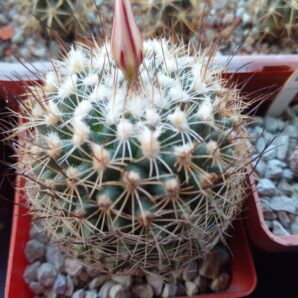 Gymnocactus beguinii LX 176