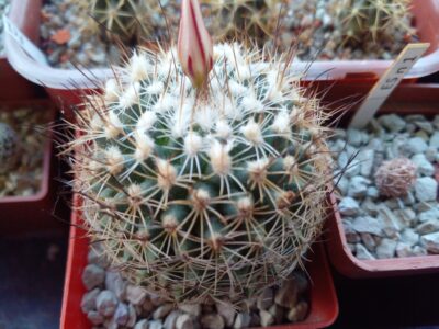 Gymnocactus beguinii LX 176