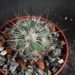 Gymnocactus viereckii | 43