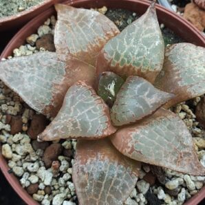 Haworthia emelyae v.comptoniana