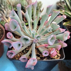Echeveria Trumpet Pinky