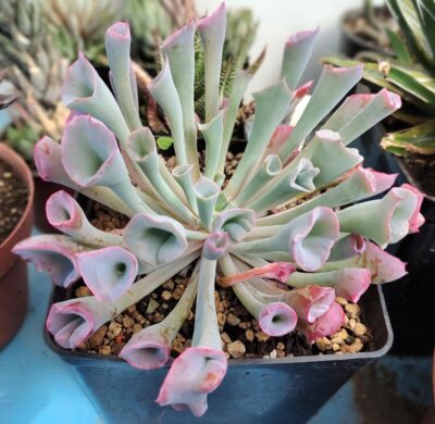 Echeveria trumpet pinky