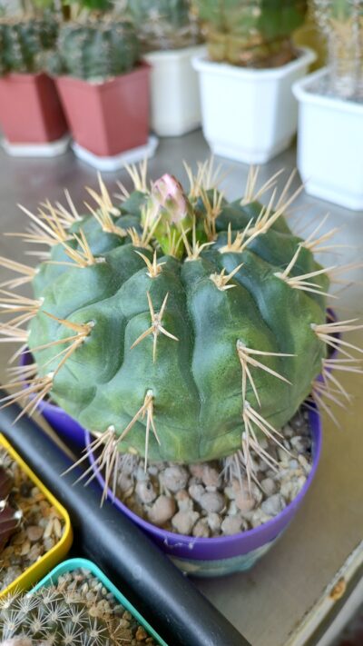 Gymnocalycium eurypleurum - Зображення 3