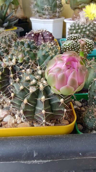 Gymnocalycium Friedrichii - Зображення 2
