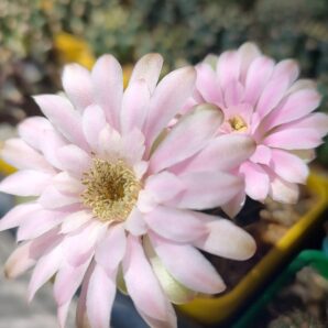 Gymnocalycium Friedrichii