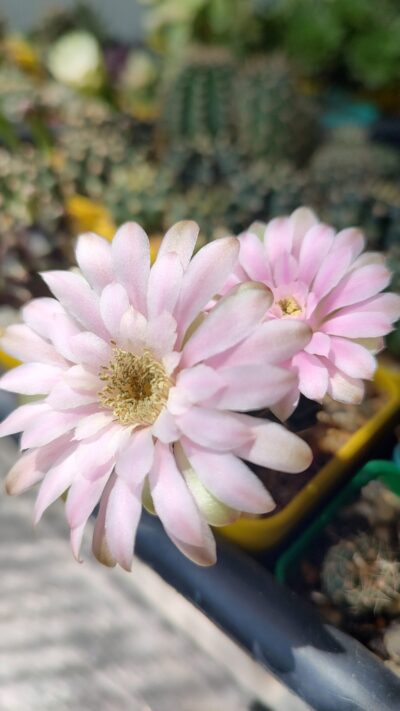Gymnocalycium Friedrichii