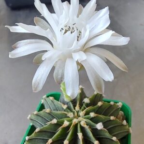 Gymnocalycium angustostriatum,Aqua Dulce, LB2178