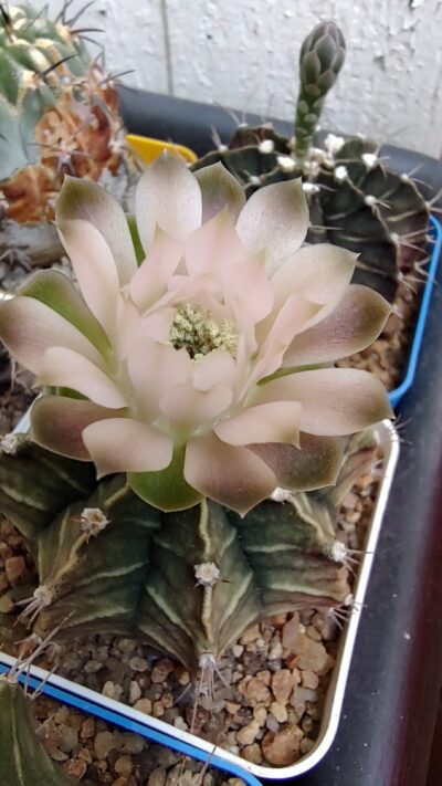 Gymnocalycium Friedrichii hybrid - Зображення 3