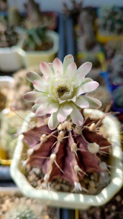 Gymnocalycium Friedrichii hybrid - Зображення 3