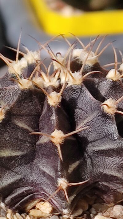 Gymnocalycium Friedrichii - Зображення 4