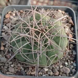 Gymnocalycium cardenasianum
