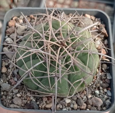 Gymnocalycium cardenasianum
