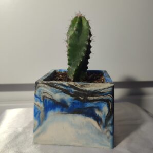 Кактус в горщику cereus