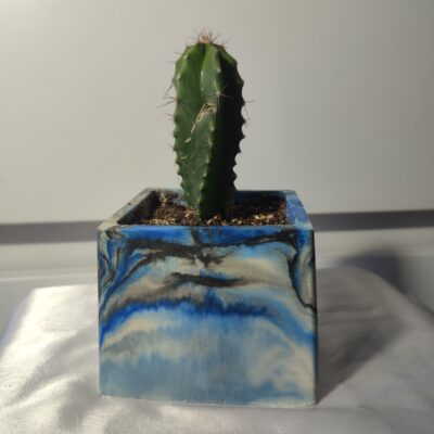 Кактус в горщику cereus - Зображення 3