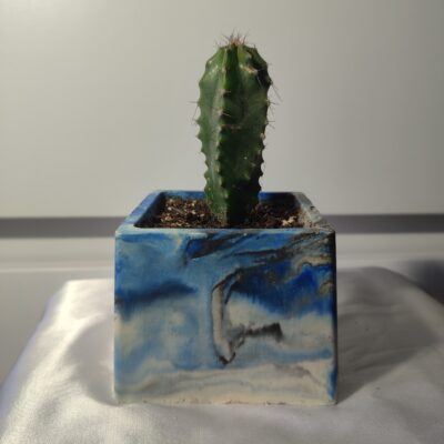 Кактус в горщику cereus - Зображення 2